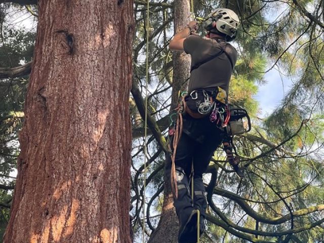 tree-pruning-1-kireth-ai