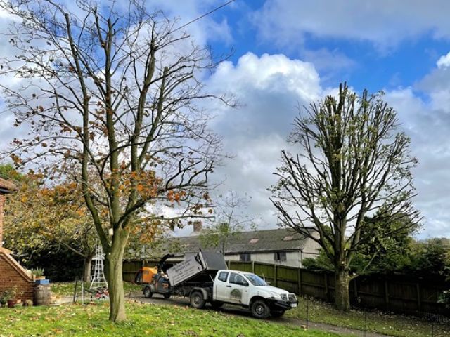tree-pruning-4-kireth-ai