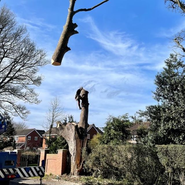 24-hour-emergency-tree-surgeons-2-kireth-ai