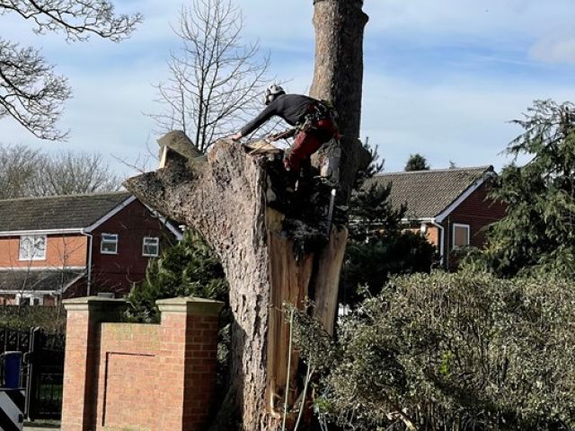 Tree Surgeons 24 Hour Emergency Callout Driffield